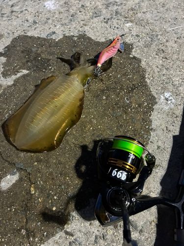 アオリイカの釣果