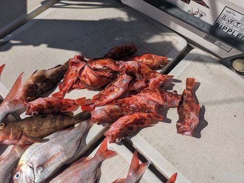 アラカブの釣果