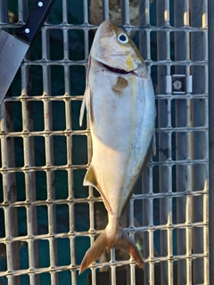 ネリゴの釣果