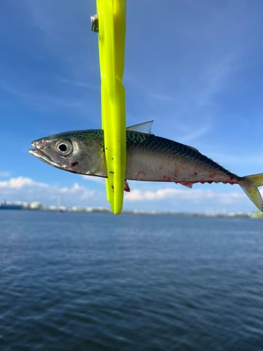 サバの釣果