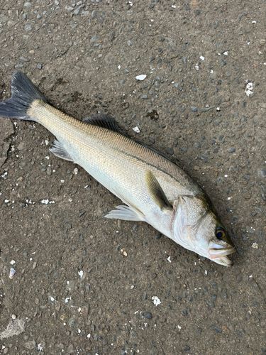 スズキの釣果