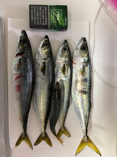 サバの釣果