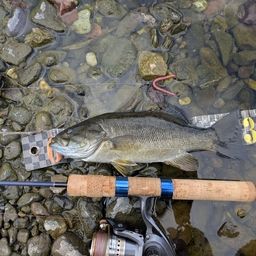 スモールマウスバス