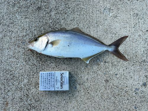 ショゴの釣果