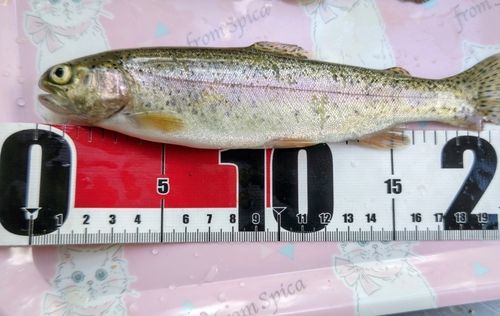 ニジマスの釣果