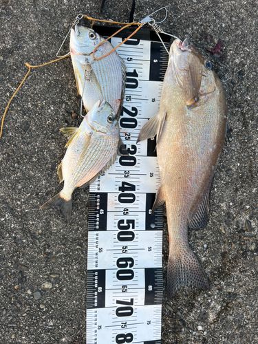 コロダイの釣果