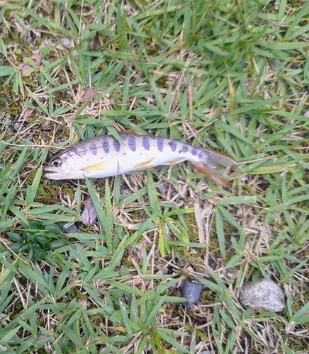 アマゴの釣果