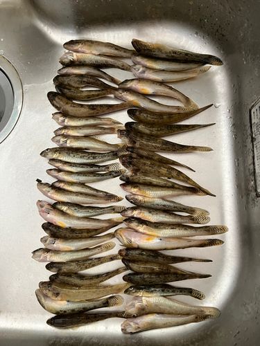 ハゼの釣果