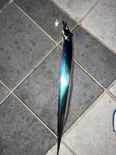 タチウオの釣果