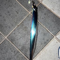 タチウオ