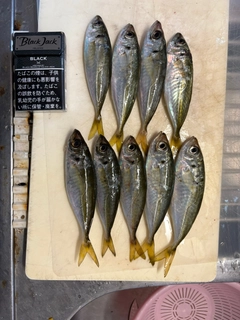 アジの釣果