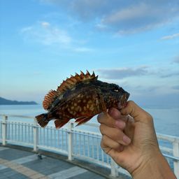 カサゴ