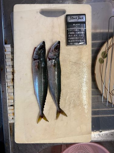 尾鷲湾