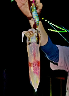 タツノオトシゴの釣果