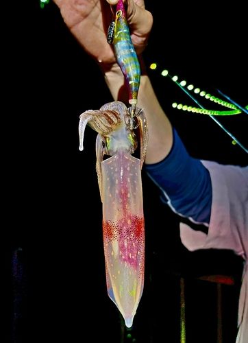 タツノオトシゴの釣果