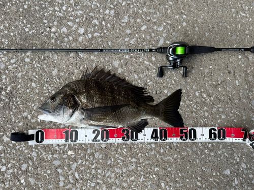 チヌの釣果