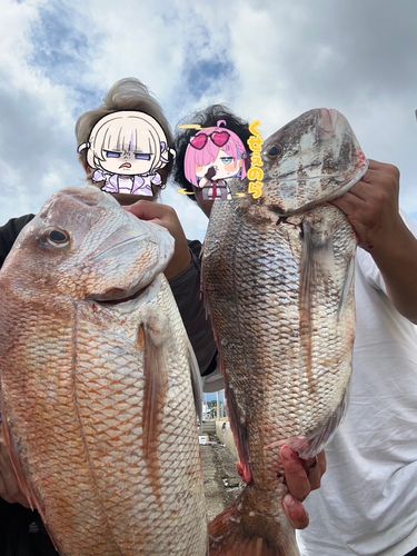 マダイの釣果