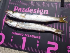 カマスの釣果