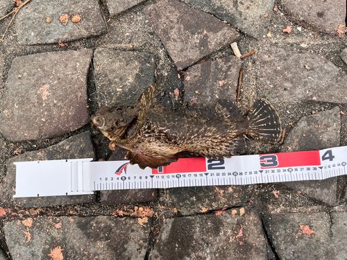 シロギスの釣果