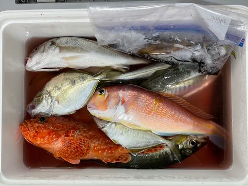 オニカサゴの釣果