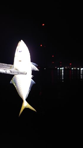 別府湾