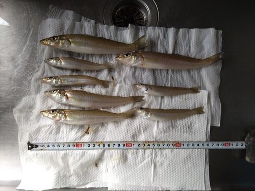 キスの釣果