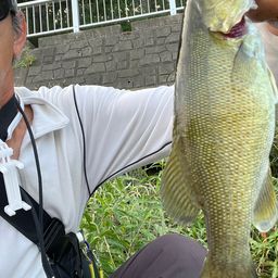 スモールマウスバス