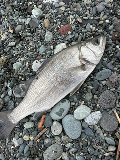 スズキの釣果