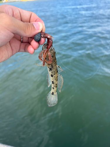 ウロハゼの釣果