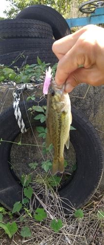 ブラックバスの釣果