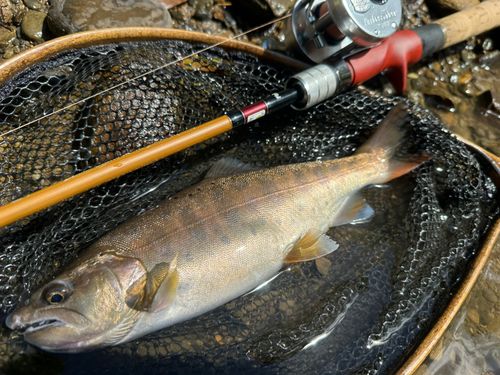 ヤマメの釣果
