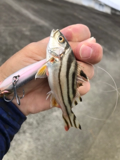 コトヒキの釣果