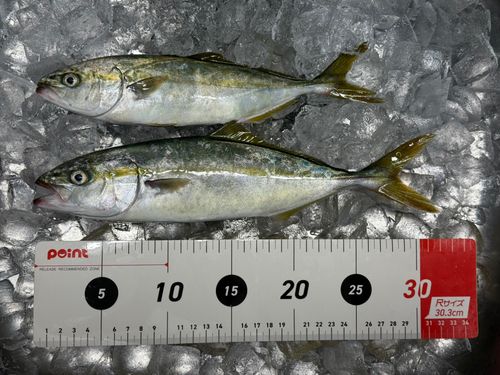 ヒラマサの釣果