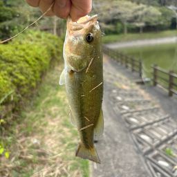 ブラックバス