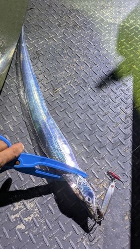 タチウオの釣果