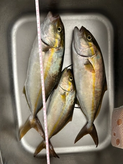 カンパチの釣果