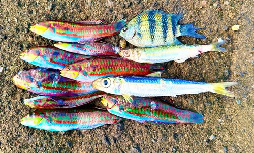 ベラの釣果
