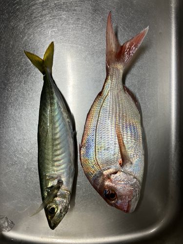 久能海岸