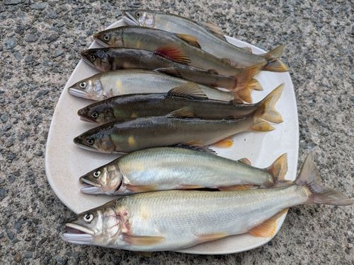 釣果