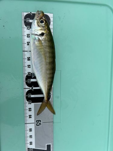 若洲海浜公園海釣り施設