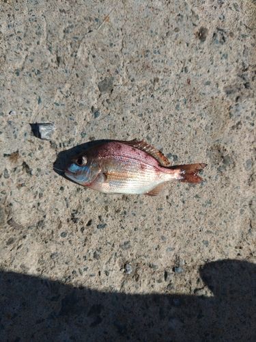 チャリコの釣果