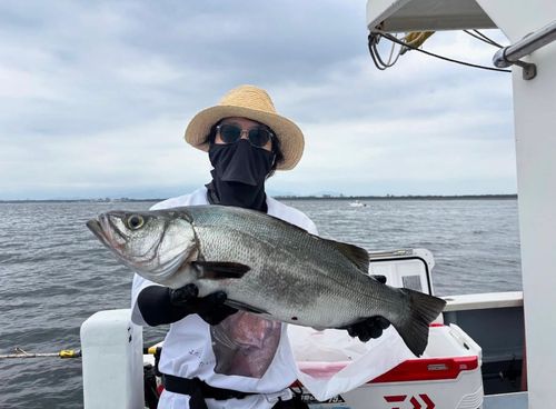 ヒラスズキの釣果