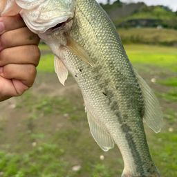 ブラックバス