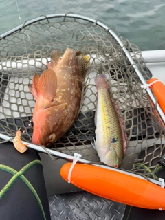 キジハタの釣果