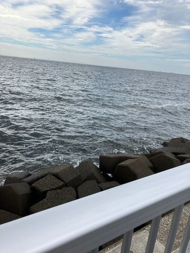 キスの釣果