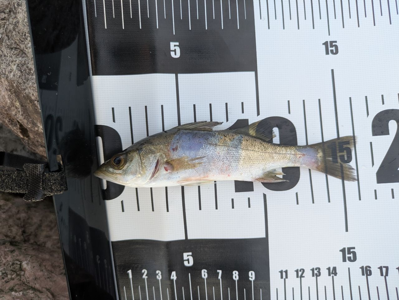 セイゴ（マルスズキ）