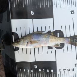 セイゴ（マルスズキ）