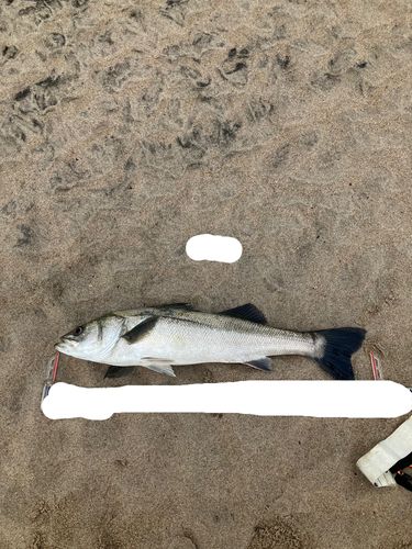 相馬沖
