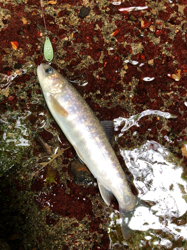 イワナの釣果