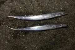 タチウオの釣果